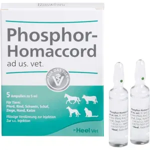 PHOSPHORHOMACCORDadus.vet.Ampullen5St